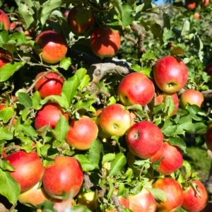 Apple Seedling Mix - 2 Pack Assorted Varieties 5-8 Inch