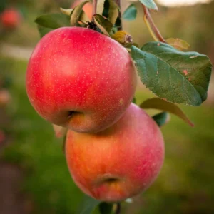 Apple Seedling Mix 5-8 Inch - Assorted Varieties for Home Gardens