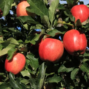 Apple Seedling Mix 5-8 Inch - Assorted Varieties for Home Gardens