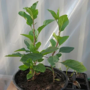 Apple Seedling Mix 5-8 Inch - Assorted Varieties for Home Gardens