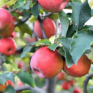 Apple Seedling Mix 5-8 Inch - Assorted Varieties for Home Gardens