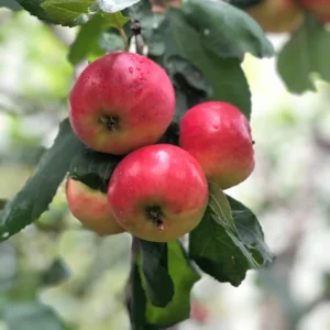 Apple Seedling Mix - 5-8 Inch - Assorted Varieties like Red Delish, Cosmic Crisp