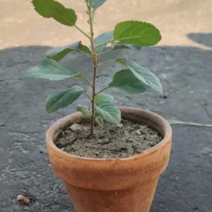 Apple Seedling Mix - 5-8 Inch - Assorted Varieties like Red Delish, Cosmic Crisp