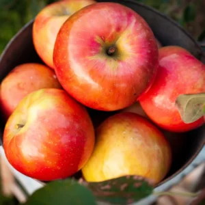 Apple Seedling Mix - Random Variety Pack, 5-8 Inch