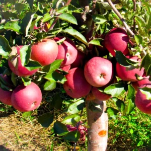 Apple Seedling Set - Random Variety Pack - 5-8 Inch - Assorted