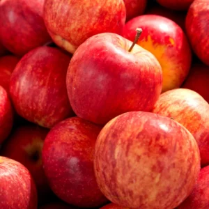 Apple Seedling Set - Random Variety Pack - 5-8 Inch - Assorted