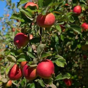 Apple Seedling Set - Random Variety Pack - 5-8 Inch - Assorted