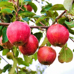 Apple Seedling Variety Pack - Includes Red Delish, Cosmic Crisp, 5-8 Inch