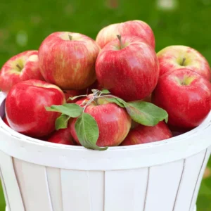 Apple Seedling Variety Pack - Includes Red Delish, Cosmic Crisp, 5-8 Inch