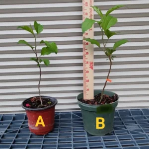 Apple Seedling Variety Pack - Includes Red Delish, Cosmic Crisp, 5-8 Inch