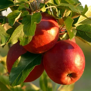 Apple Seedling Variety Pack - Includes Red Delish, Cosmic Crisp, 5-8 Inch
