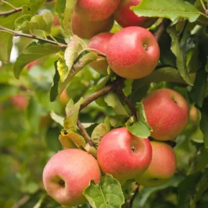 Apple Seedling Variety Pack - Includes Red Delish, Cosmic Crisp, 5-8 Inch