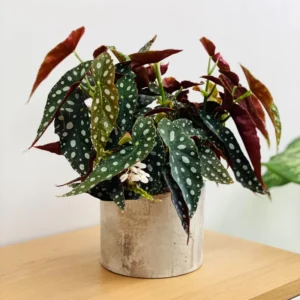 Begonia Plant Live, 4 Inch Pot, Colorful Foliage, Easy-Care Indoor Houseplant