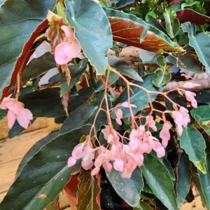 Begonia Plant Live, 4 Inch Pot, Colorful Foliage, Easy-Care Indoor Houseplant