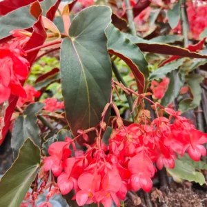Begonia Plant Live, 4 Inch Pot, Colorful Foliage, Easy-Care Indoor Houseplant