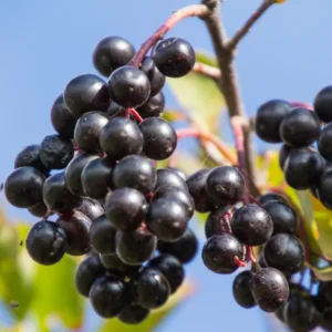 Black Chokeberry Tree Live Plant Seedling - Edible Aronia Berry Shrub