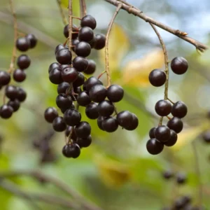 Black Chokeberry Tree Live Plant Seedling - Edible Aronia Berry Shrub