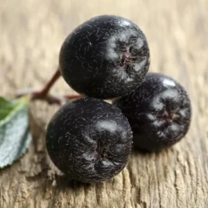 Black Chokeberry Tree Live Plant Seedling - Edible Aronia Berry Shrub