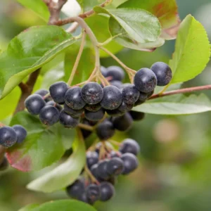 Black Chokeberry Tree Live Plant Seedling - Edible Aronia Berry Shrub
