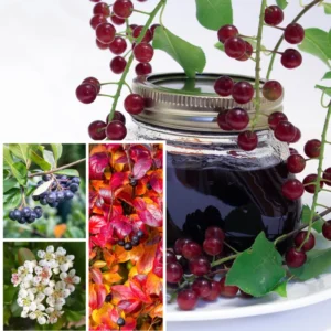 Black Chokeberry Trees - 2 Seedlings - Live Aronia Berry Plants - Cold Hardy Shrubs