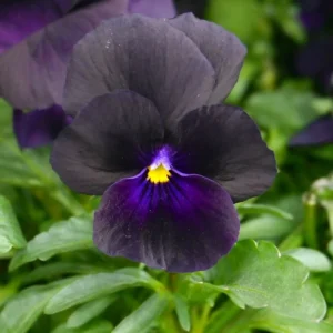 Black Pansy Live Plant - 2 Pack Flowering Viola, 3-6 Inches, Garden Ready