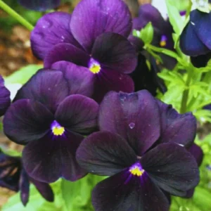 Black Pansy Live Plant - 2 Pack Flowering Viola, 3-6 Inches, Garden Ready