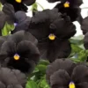 Black Pansy Plant Live Flowering Pansies 3-5 Inches Perennial Garden Flower