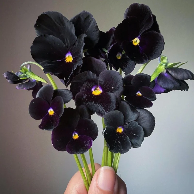 Black Pansy Plant Live Flowering Pansies 3-5 Inches Perennial Garden Flower