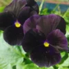 Black Pansy Plant Live Flowering Pansies 3-5 Inches Perennial Garden Flower