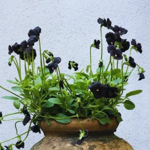 Black Pansy Plant Live Flowering Pansies 3-5 Inches Perennial Garden Flower