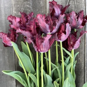 Black Parrot Tulip Bulbs - 10 Flower Bulbs for Spring or Fall Planting