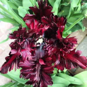 Black Parrot Tulip Bulbs - 10 Flower Bulbs for Spring or Fall Planting