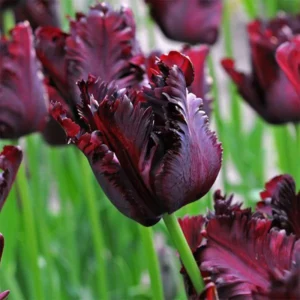 Black Parrot Tulip Bulbs - 10 Pack Flower Bulbs Spring/Fall Planting Zones 3-8