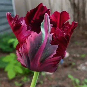 Black Parrot Tulip Bulbs - 10 Pack Flower Bulbs Spring/Fall Planting Zones 3-8