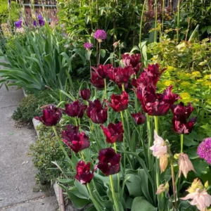 Black Parrot Tulip Bulbs - 10 Pack Flower Bulbs Spring/Fall Planting Zones 3-8