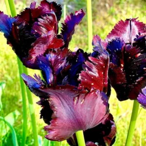 Black Parrot Tulip Bulbs - 10 Pack Flower Bulbs Spring/Fall Planting Zones 3-8