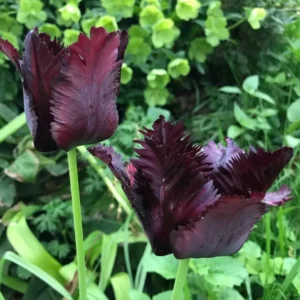 Black Parrot Tulip Bulbs - 15 Pack Fall Planting Spring Blooming Perennial Outdoor