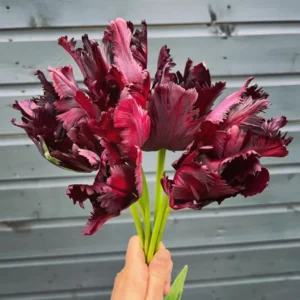 Black Parrot Tulip Bulbs - 15 Pack Fall Planting Spring Blooming Perennial Outdoor
