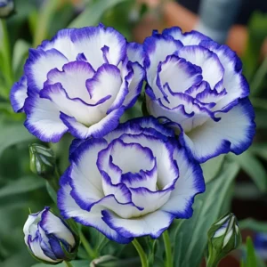 Blue Picotee Lisianthus Plugs 3-5 Inch Tall Live Flower Plant