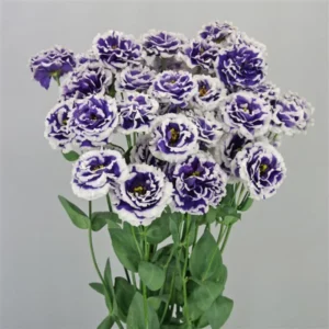 Blue Picotee Lisianthus Plugs 3-5 Inch Tall Live Flower Plant