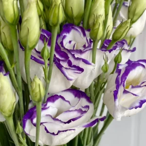 Blue Picotee Lisianthus Plugs 3-5 Inch Tall Live Flower Plant