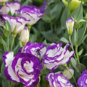 Blue Picotee Lisianthus Plugs Set of 2 Live Flower Plants 3-5'' Tall