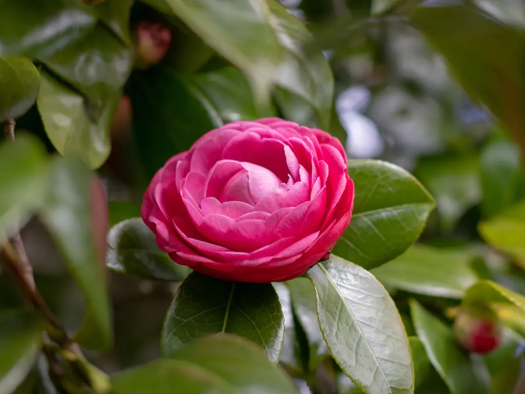 Camellia – The Winter Rose