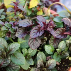 Chocolate Mint Plant 3-5 Inch Herb Garden Essential