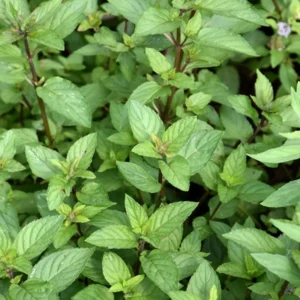 Chocolate Mint Plant 3-5 Inch Herb Garden Essential