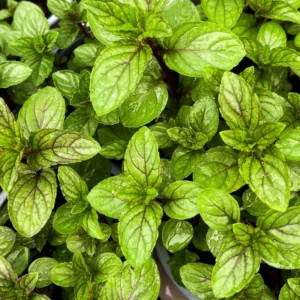 Chocolate Mint Plant 3-5 Inch Herb Garden Essential