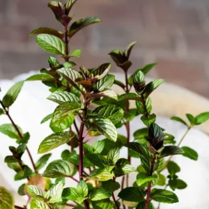 Chocolate Mint Plant Starter - 2 Plants, 3-5 Inches - Aromatic Herb