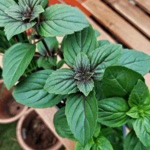 Chocolate Mint Plant Starter - 2 Plants, 3-5 Inches - Aromatic Herb