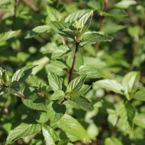 Chocolate Mint Plant Starter - 2 Plants, 3-5 Inches - Aromatic Herb