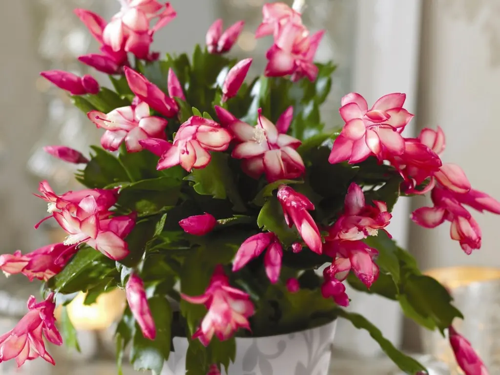 Christmas Cactus